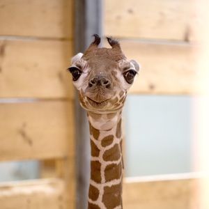 Meet your Posher, Gwen